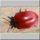 Melasoma populi - Blattkaefer 02.jpg